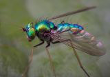 Titanium oxide fly